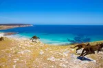 Kangaroo Island Travel Guide