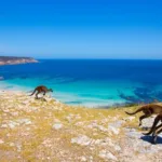 Kangaroo Island Travel Guide