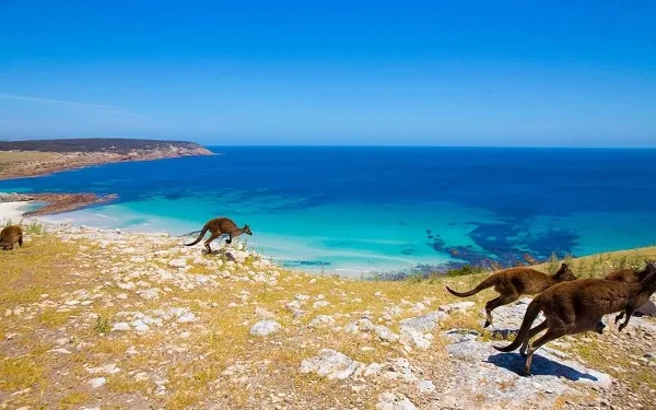 Kangaroo Island Travel Guide