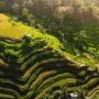 Aerial view of lush green rice terraces.