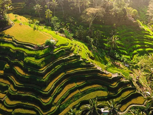 Aerial view of lush green rice terraces Tegalalang Rice Terraces